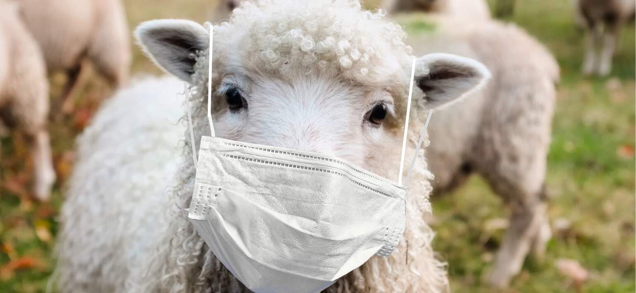 sheep-with-mask
