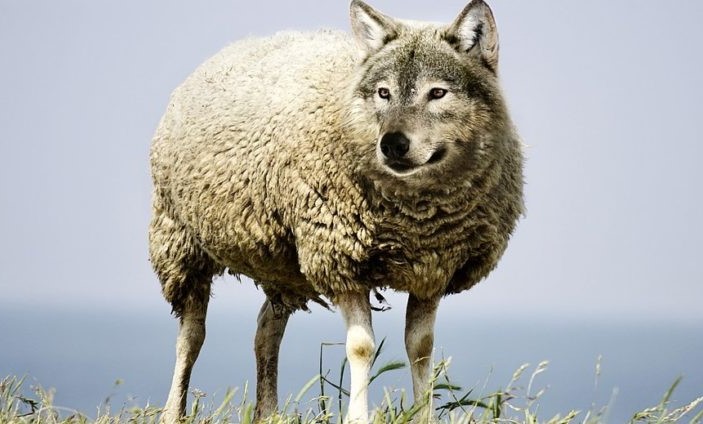 sheep wolf