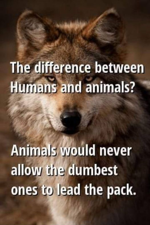 animal