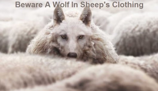 sheep wolf