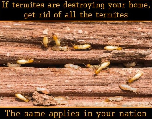 termites