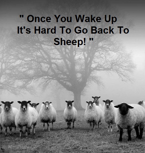 sheep4